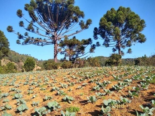 #57 - Sítio para Venda em Anitápolis - SC - 3