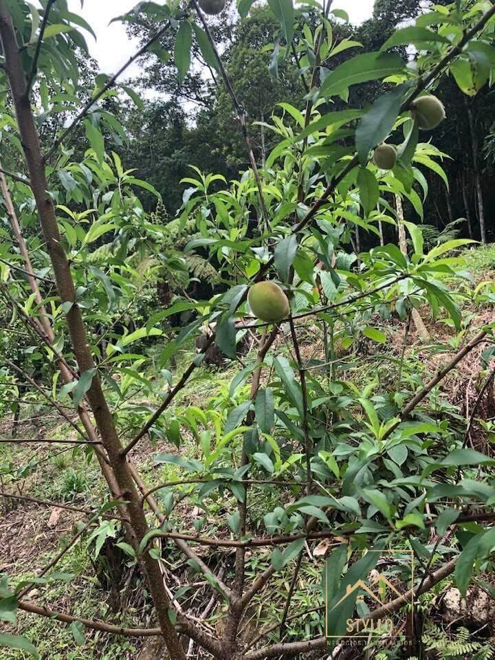 Fazenda à venda com 4 quartos, 215m² - Foto 8